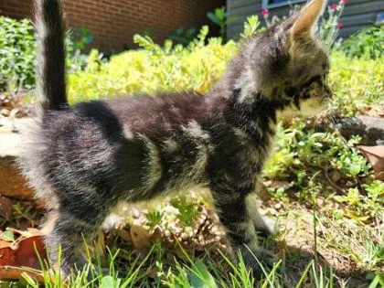 A baby small-sized female Domestic Short Hair cat named Rosemary for adoption in Wilkesboro, NC