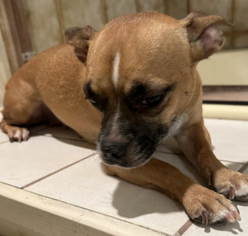 A young small-sized female Brown / Chocolate Chihuahua dog named Ruby for adoption in El Cajon, CA