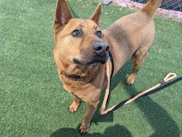 An adult large-sized male Chow Chow dog named Canelo for adoption in Phoenix, AZ