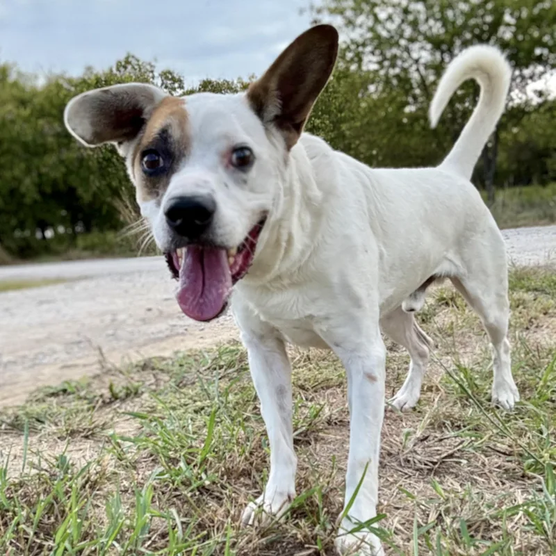 An adult medium-sized male White / Cream Pit Bull Terrier dog named Dunkin for adoption in Justin, TX