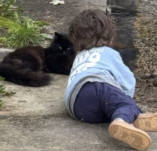 A young small-sized male Domestic Long Hair cat named Atlas for adoption in Seven Valleys, PA