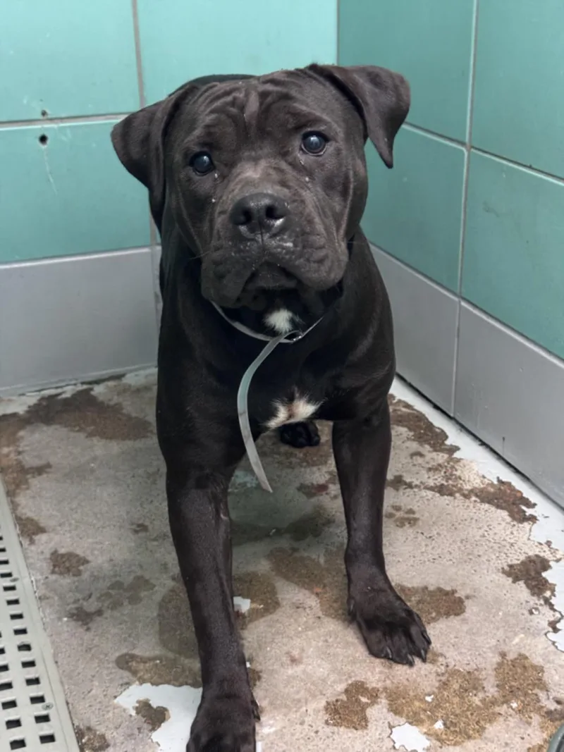 An adult large-sized female Staffordshire Bull Terrier dog named Ms. Dolly for adoption in Houston, TX