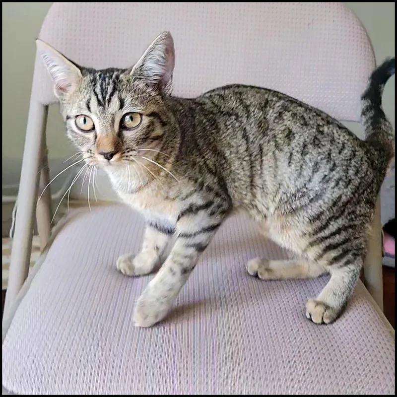 A young medium-sized female Brown / Chocolate Domestic Short Hair cat named Aerie for adoption in Roswell, GA