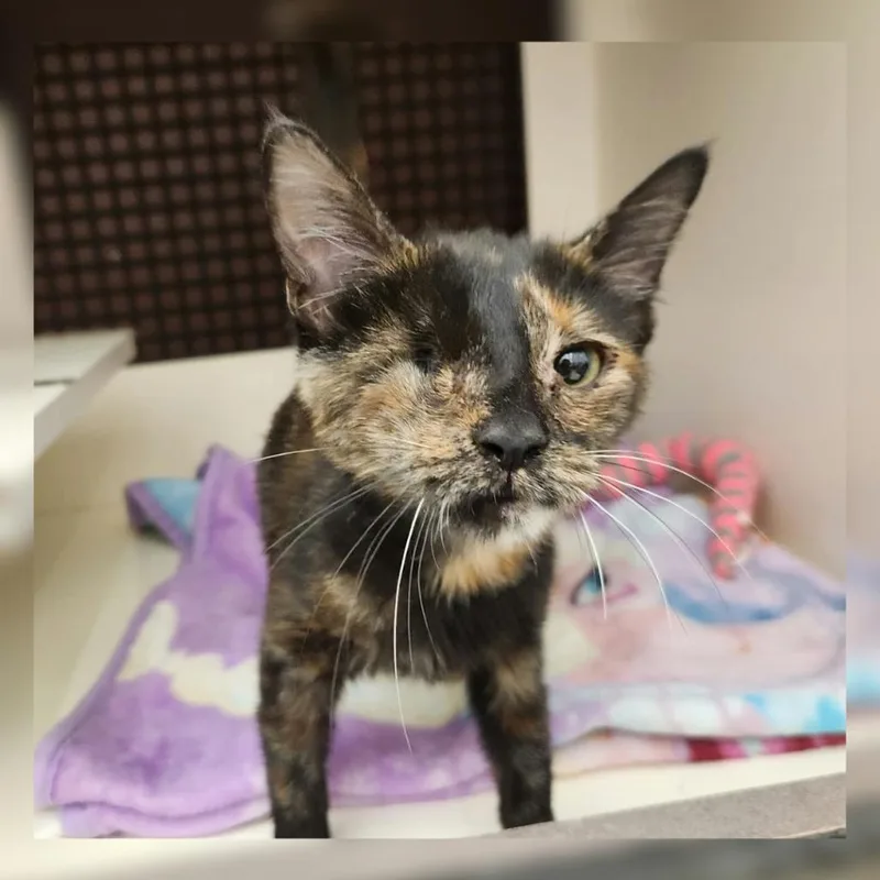 A young small-sized female Tortoiseshell Domestic Short Hair cat named Illuminati for adoption in Toledo, OH