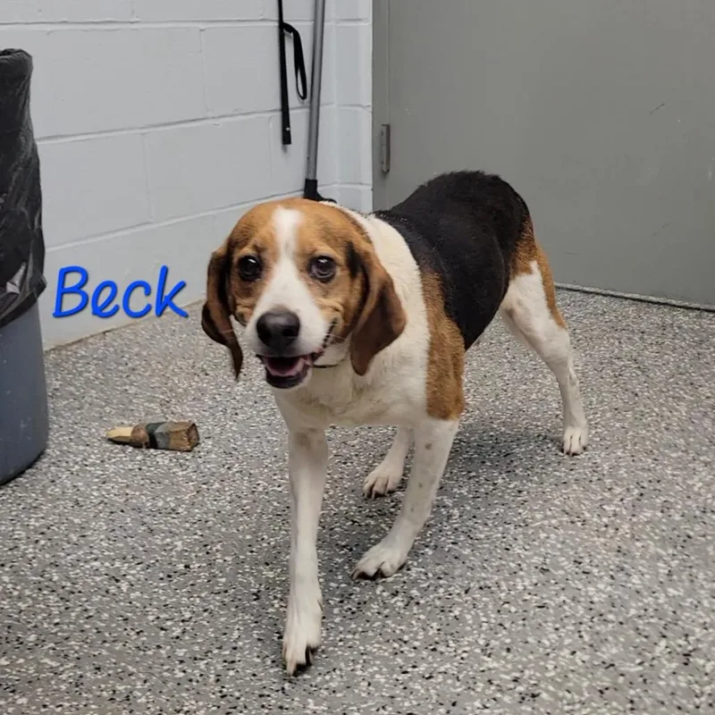 An adult medium-sized male Brown / Chocolate Beagle dog named Beck for adoption in Parkersburg, WV