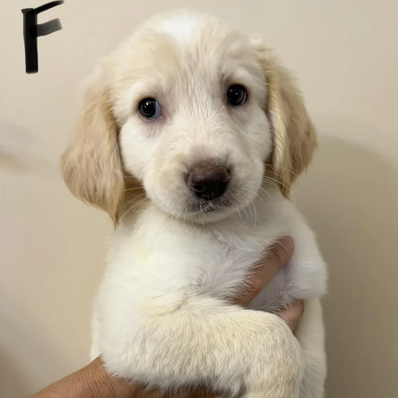 A baby large-sized female Great Pyrenees dog named Kai for adoption in Hamilton , NJ