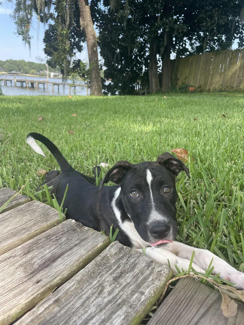 Bojangles thumbnail 2