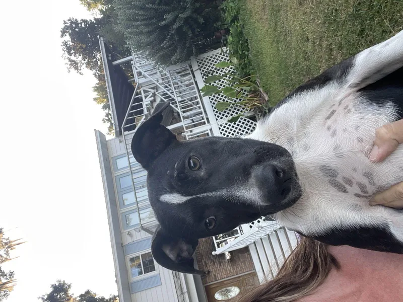 Bojangles thumbnail 3