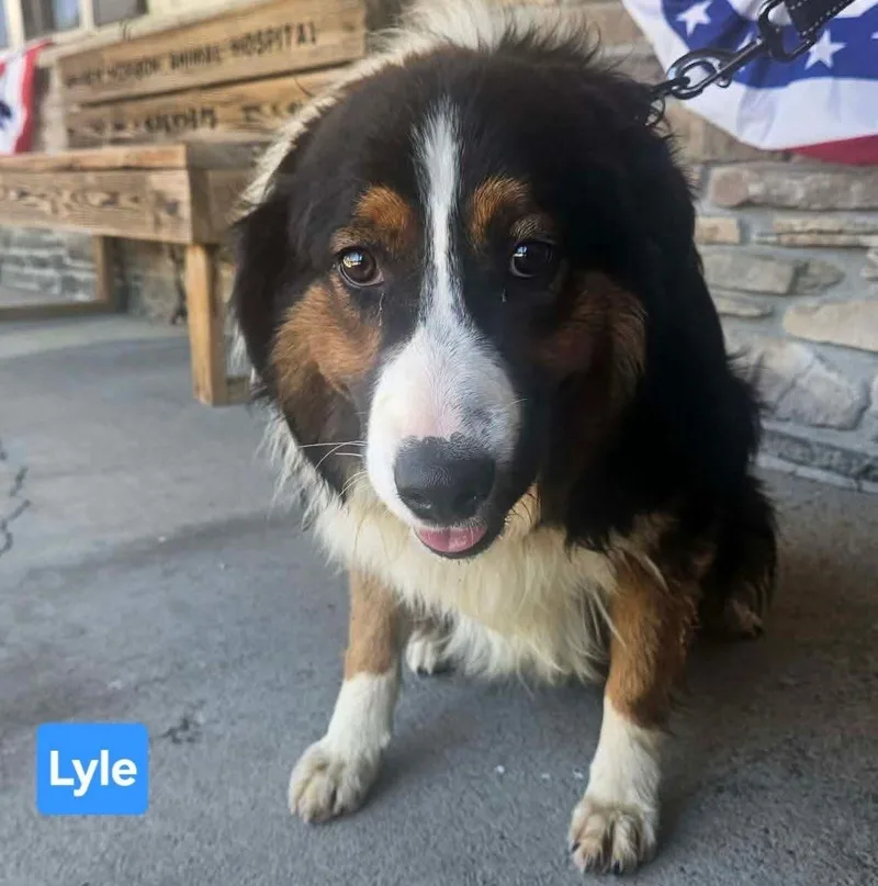 Lyle