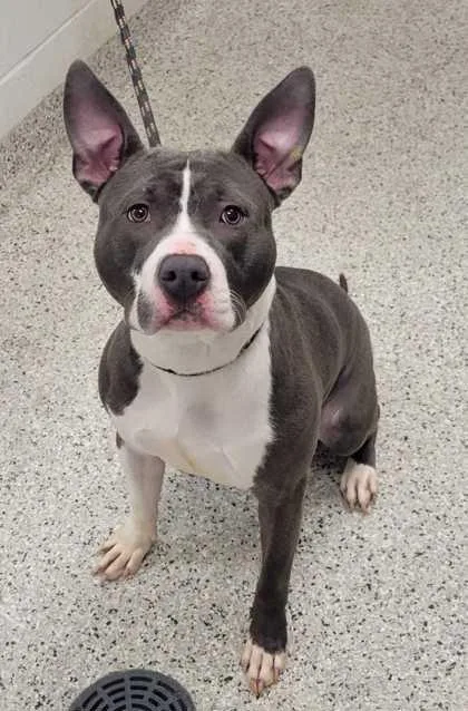 An adult large-sized male Gray / Blue / Silver Pit Bull Terrier dog named Sonar for adoption in Kansas City, MO