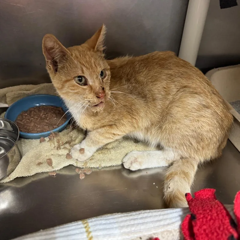 A young medium-sized male Orange / Red Domestic Short Hair cat named Butterscotch for adoption in Redwood Falls, MN