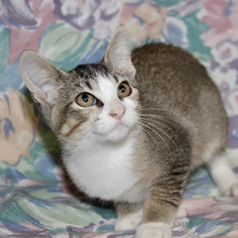 A baby small-sized female Brown / Chocolate Domestic Short Hair cat named Arya for adoption in Midland, TX