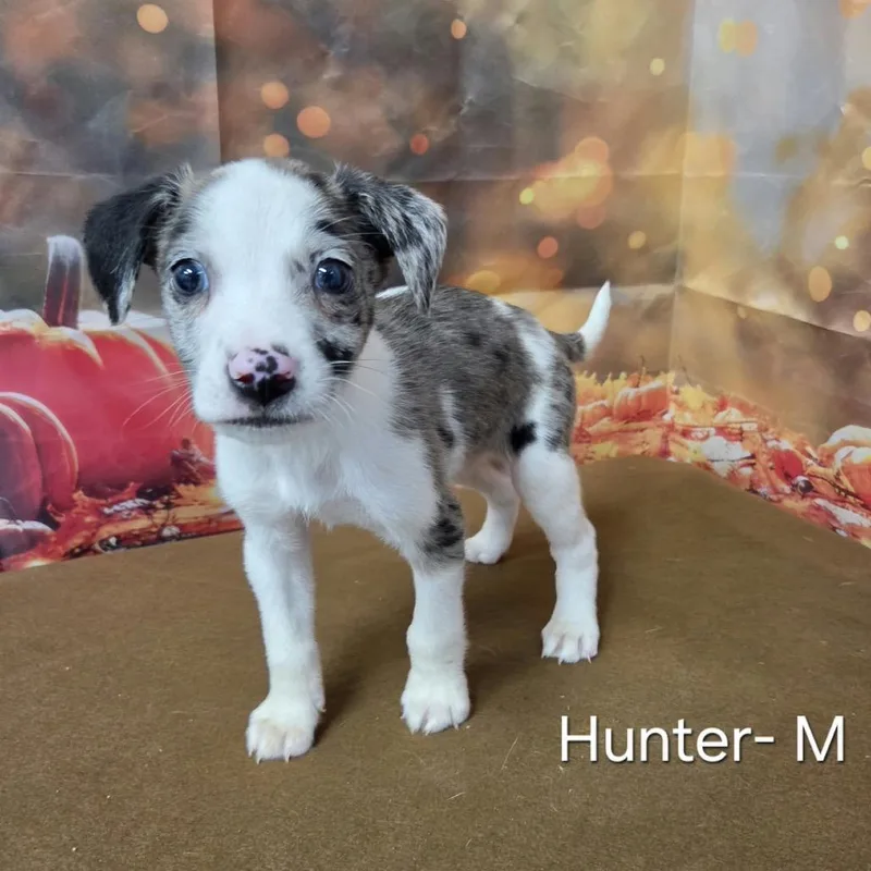 A baby medium-sized male Australian Shepherd dog named Hunter for adoption in Griswold, CT