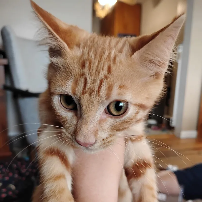 A baby small-sized male Orange / Red Domestic Short Hair cat named Martin martens for adoption in Grantsville, UT