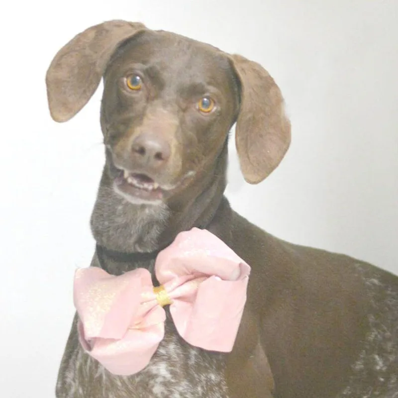 An adult medium-sized female German Shorthaired Pointer dog named Sophie for adoption in Lake Havasu City, AZ
