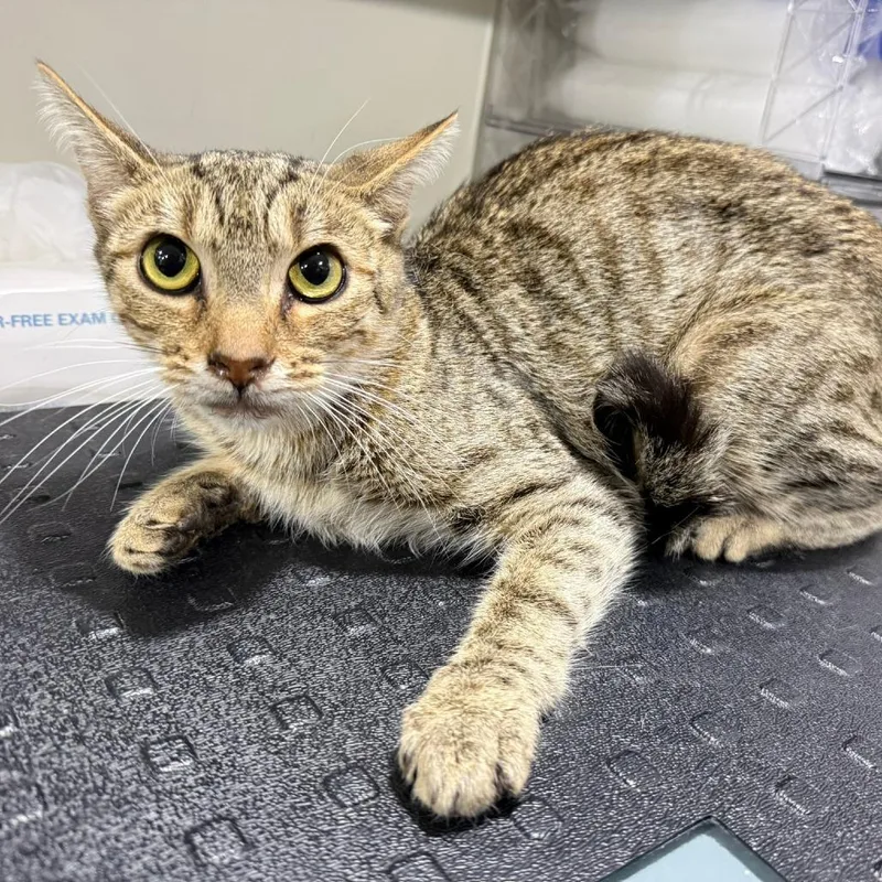 A young medium-sized female Tabby (Buff / Tan / Fawn) Domestic Short Hair cat named Eliza for adoption in Bridgeville, PA