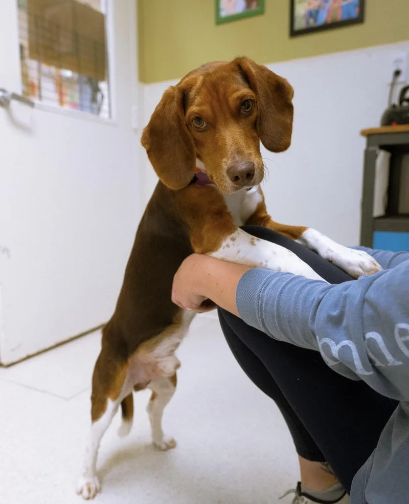 A young small-sized male Beagle dog named Simba for adoption in Cincinnati, OH