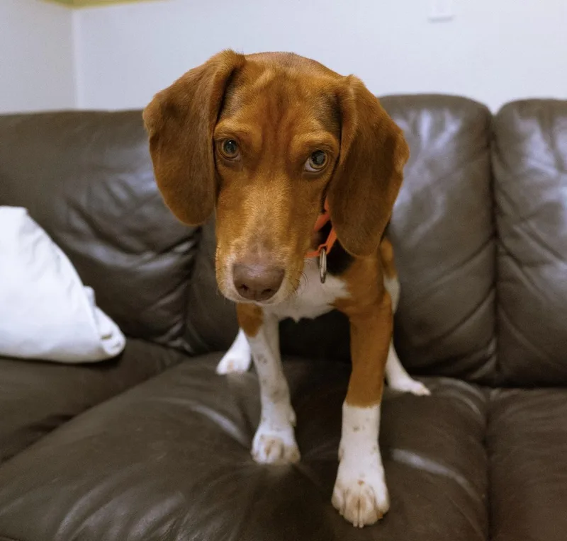 Simba thumbnail 2