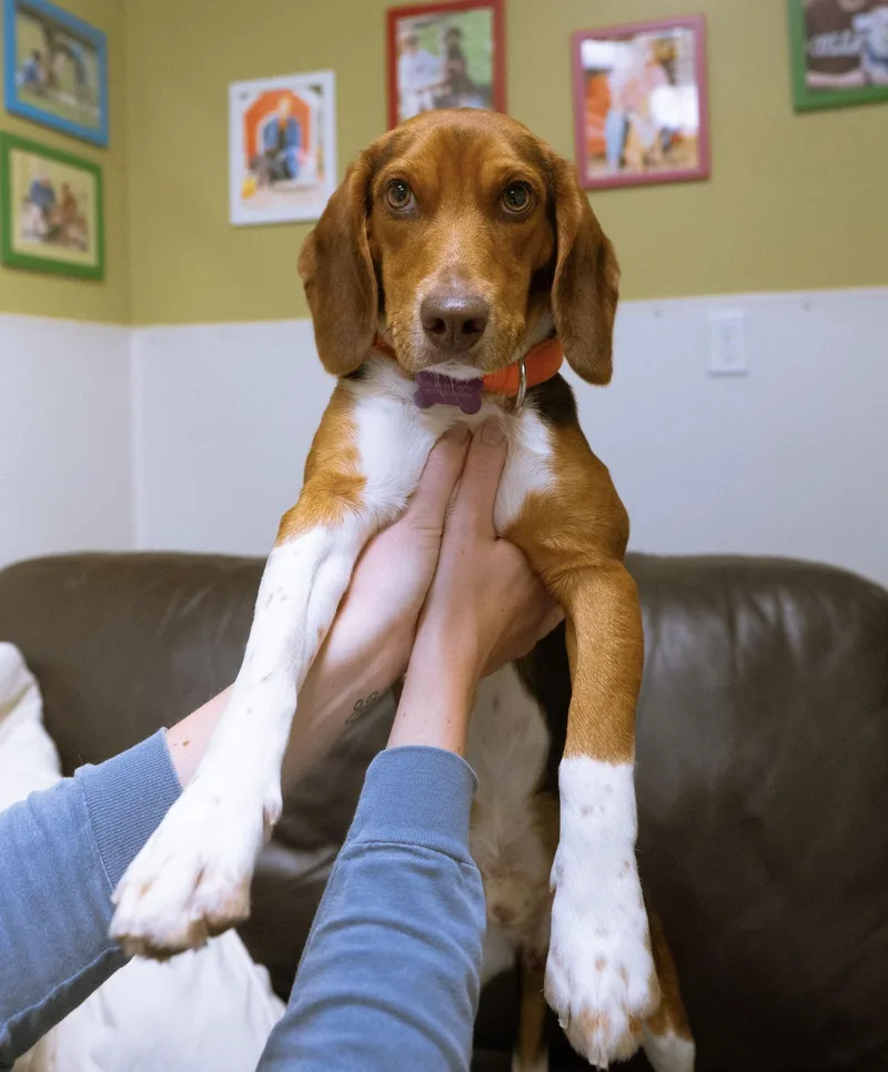 Simba thumbnail 3
