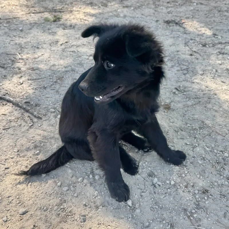 A baby small-sized male Terrier dog named Benny for adoption in Longview, TX