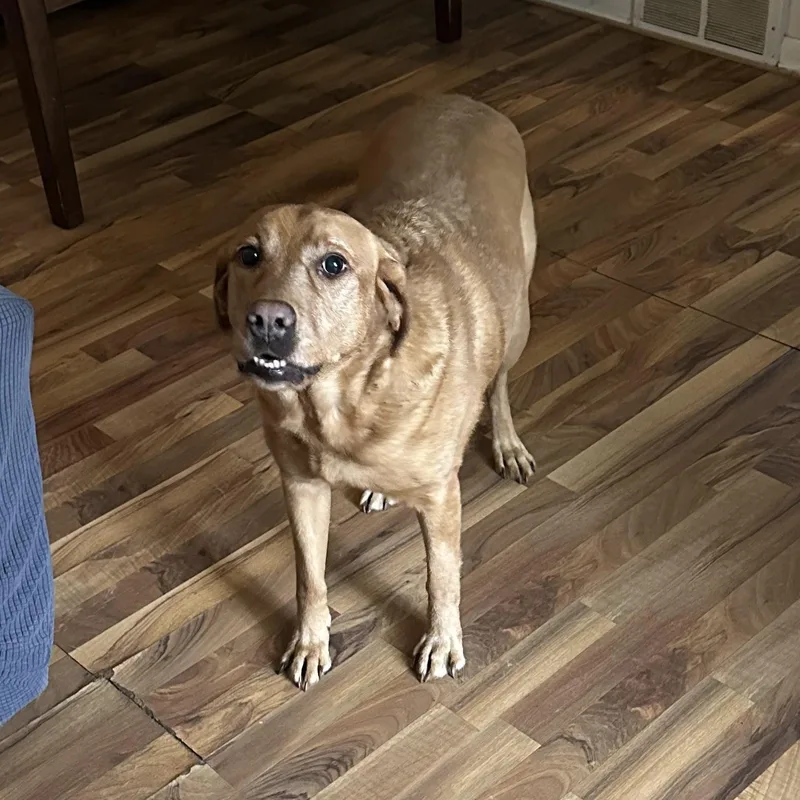 An adult large-sized female Labrador Retriever dog named Bella Courtesy Listing for adoption in Midland, MI