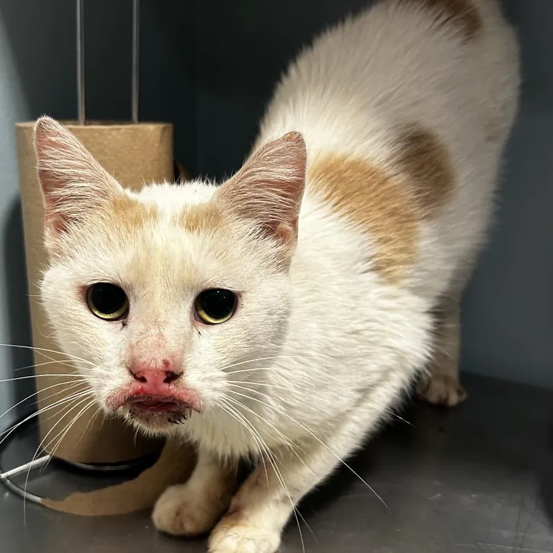 An adult medium-sized male White Domestic Short Hair cat named Lover Boy for adoption in Chattanooga, TN