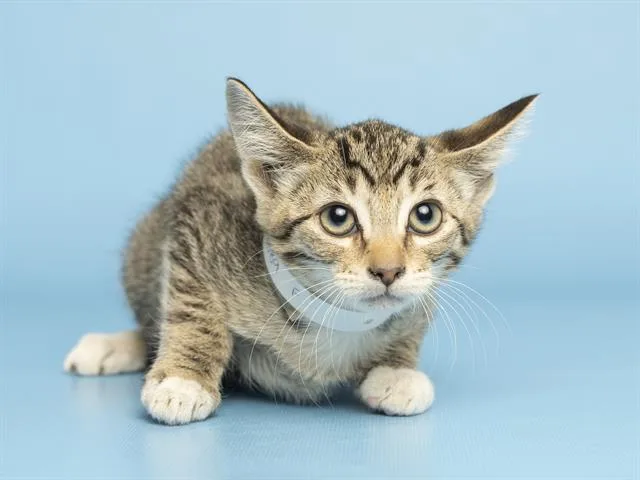 A baby small-sized female Domestic Short Hair cat named Berry for adoption in Phoenix, AZ