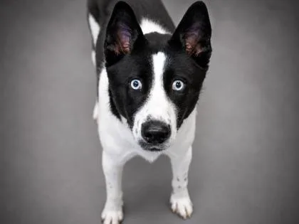 A young medium-sized male Akita dog named Cash for adoption in Bowling Green, KY