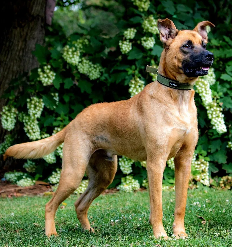 An adult medium-sized male Shepherd dog named Kenny for adoption in Franklin, TN