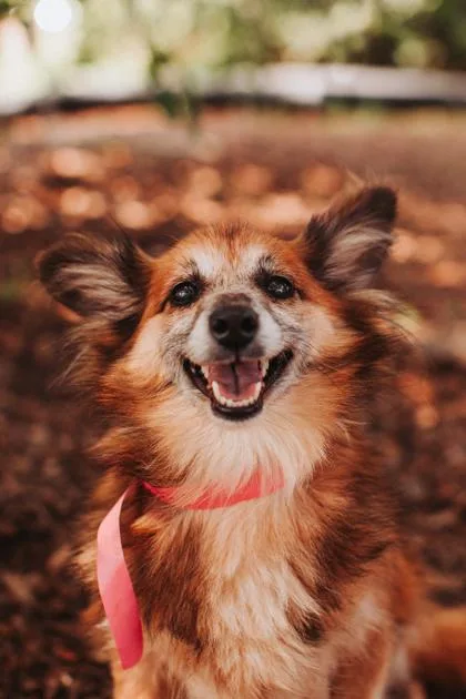 An adult small-sized female Pomeranian dog named A Langly for adoption in North Charleston, SC