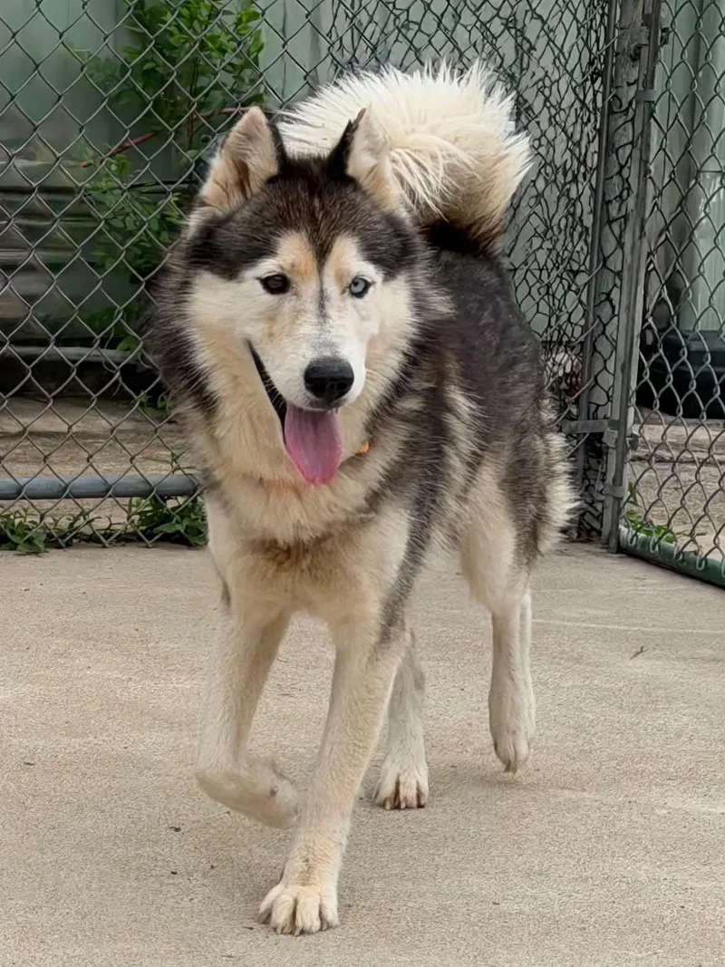 An adult medium-sized male Black Siberian Husky dog named Baddaboom for adoption in Martinsville, IN
