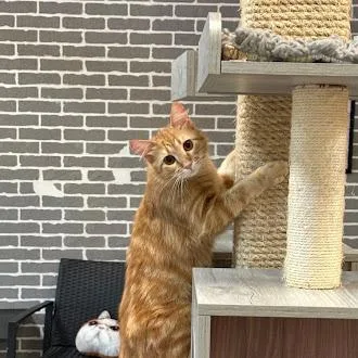 Gus @ Fat Cat thumbnail 2