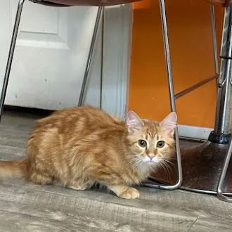 Gus @ Fat Cat thumbnail 3