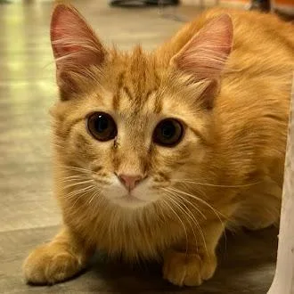 A baby medium-sized male Orange & White Domestic Long Hair cat named Gus @ Fat Cat for adoption in Tallahassee, FL