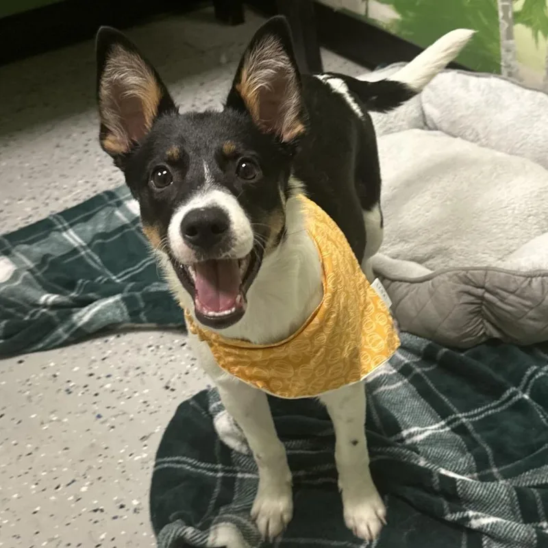 A baby medium-sized female Border Collie dog named Jade for adoption in Logan, UT