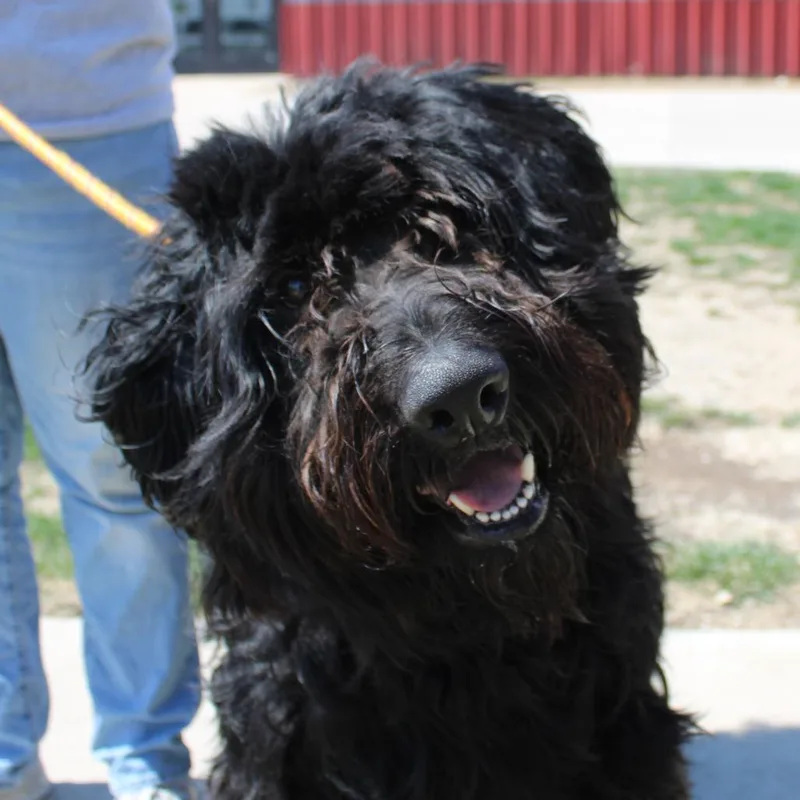 An adult large-sized male Black Standard Poodle dog named Hank for adoption in Champaign, IL