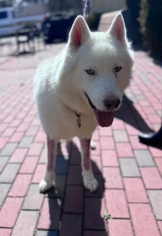 Soldier Hunter thumbnail 2