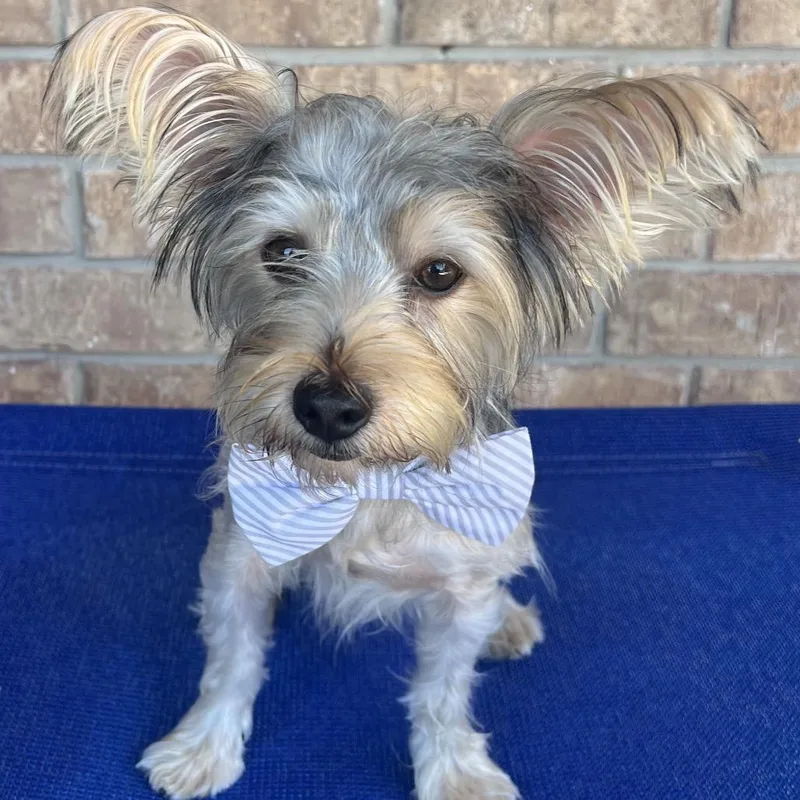 A young small-sized male Yellow / Tan / Blond / Fawn Yorkshire Terrier dog named Stitch Milton for adoption in Houston, TX
