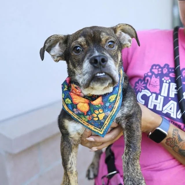 A young small-sized male American Bulldog dog named Max for adoption in San Antonio, TX