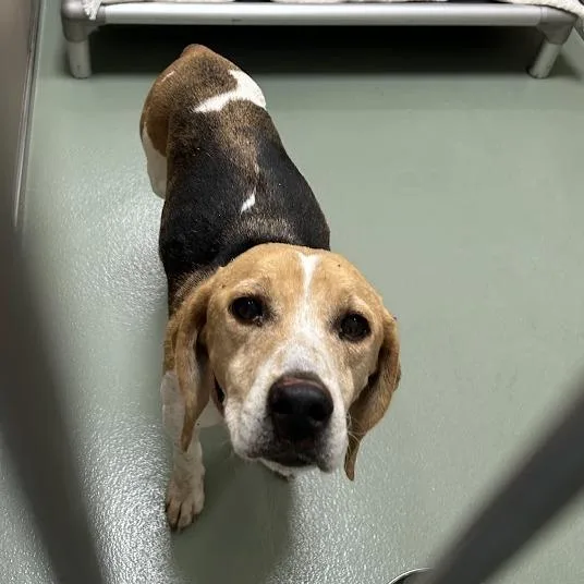 An adult small-sized male Brown / Chocolate Beagle dog named SVASStray for adoption in Verona, VA