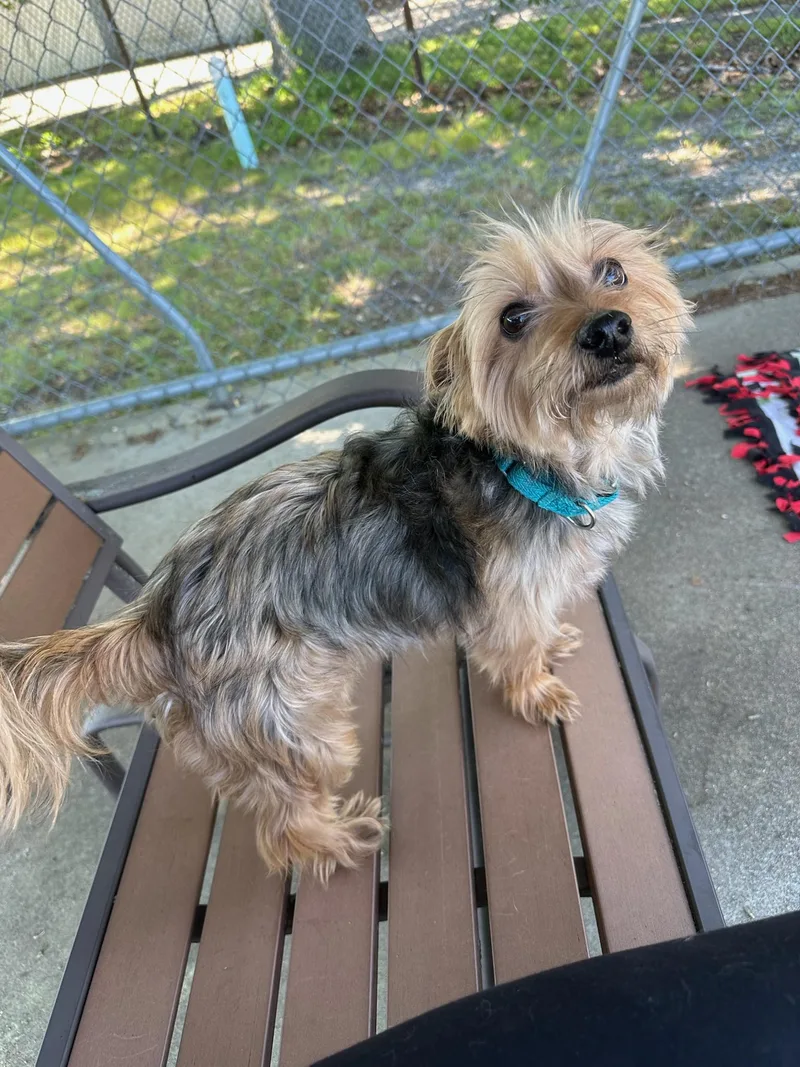 A senior small-sized female Black Yorkshire Terrier dog named Jazzy for adoption in Warwick, RI