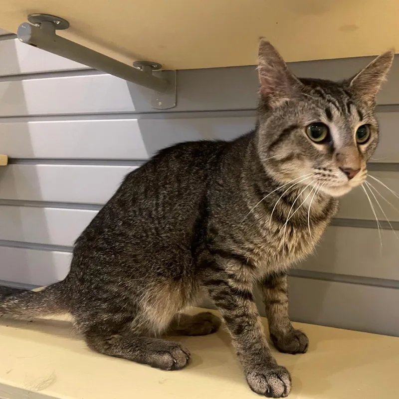 Washington thumbnail 4