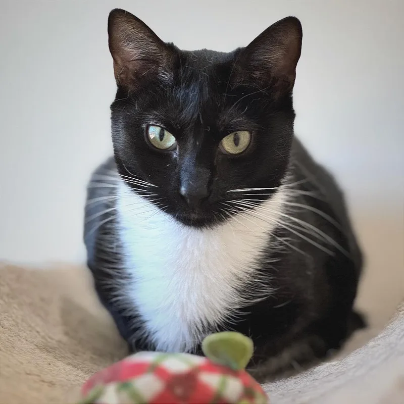 An adult medium-sized male Domestic Short Hair cat named Alfred for adoption in Cumming, GA