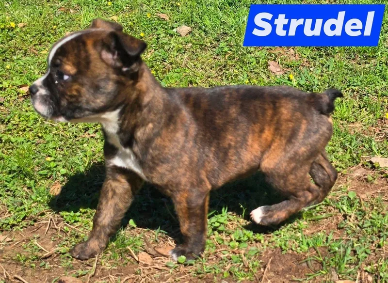 Strudel In New England thumbnail 5