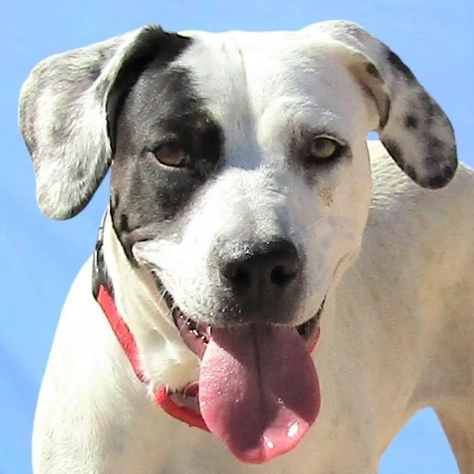 Marcie  Paws thumbnail 2