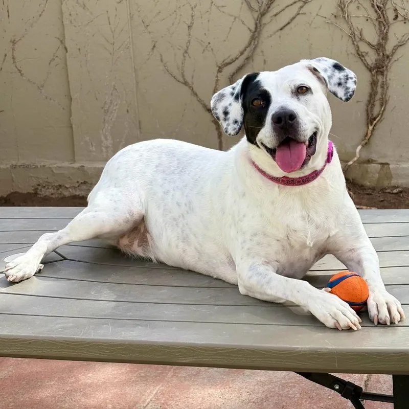 Marcie  Paws thumbnail 5