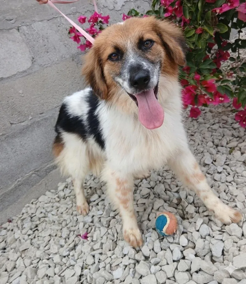 An adult small-sized female Bicolor Australian Shepherd dog named Jane for adoption in Los Angeles, CA
