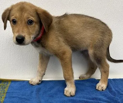 A young large-sized male Cattle Dog dog named Vega for adoption in Phoenix, AZ
