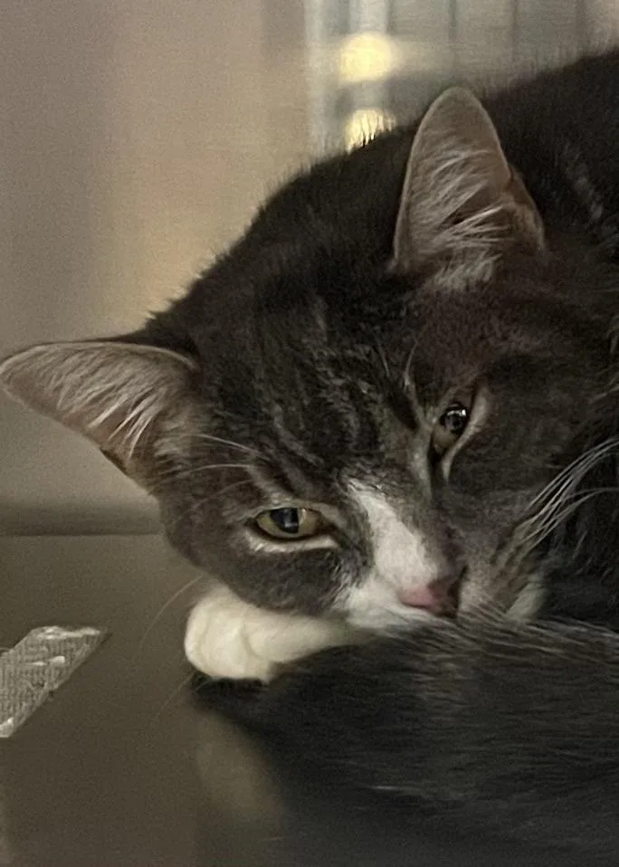 A young large-sized male Gray & White Domestic Short Hair cat named Baxter for adoption in Southbury, CT