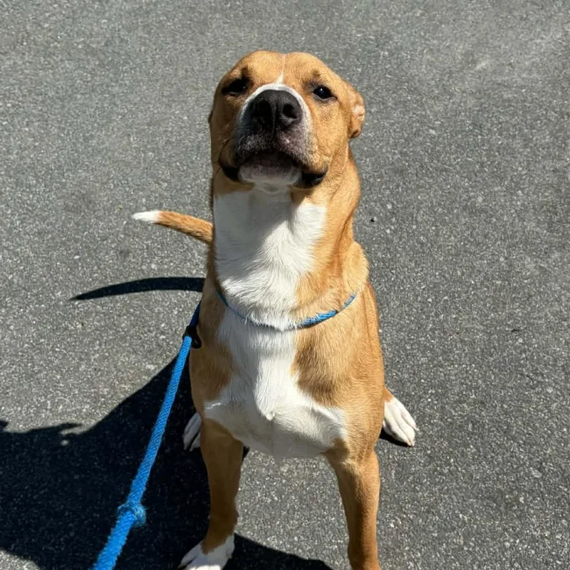 A young medium-sized male Brown / Chocolate Pit Bull Terrier dog named Finn for adoption in Concord, NC